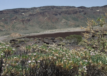 Тейде Национальный парк, Тенерифе остров, Канарские острова, фото № 33884 – фотографии Канарских островов