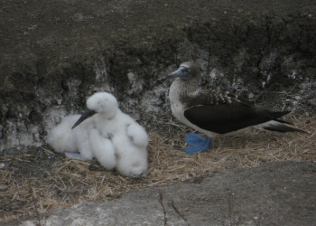 Пуэрто Лопес, Побережье регион, Эквадор, фото № 63518 – фотографии Эквадора