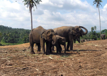 Бентота, Шри-Ланка, фото № 50601 – фотографии Шри-Ланки
