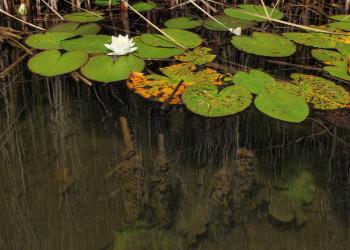 Классный кадр – фотографии Австрии