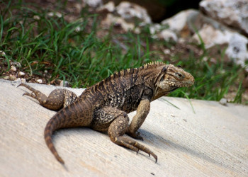 Ящерица в Кайо-Энсеначос, Куба – фотографии Кубы