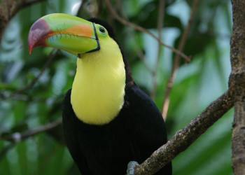 Тулум, Ривьера-Майя, Мексика, фото № 44204 – фотографии Мексики