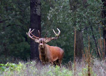 В заповеднике Донау-Ауэн (Donau-Auen) – фотографии Австрии