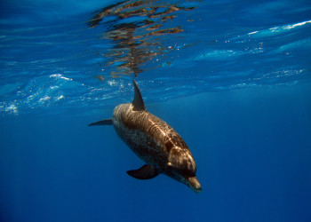 Подводный мир в Бимини, Багамские острова – фотографии Багамских островов