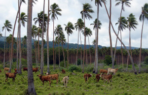 Живописное сельское хозяйство в Вануату – фотографии Вануату
