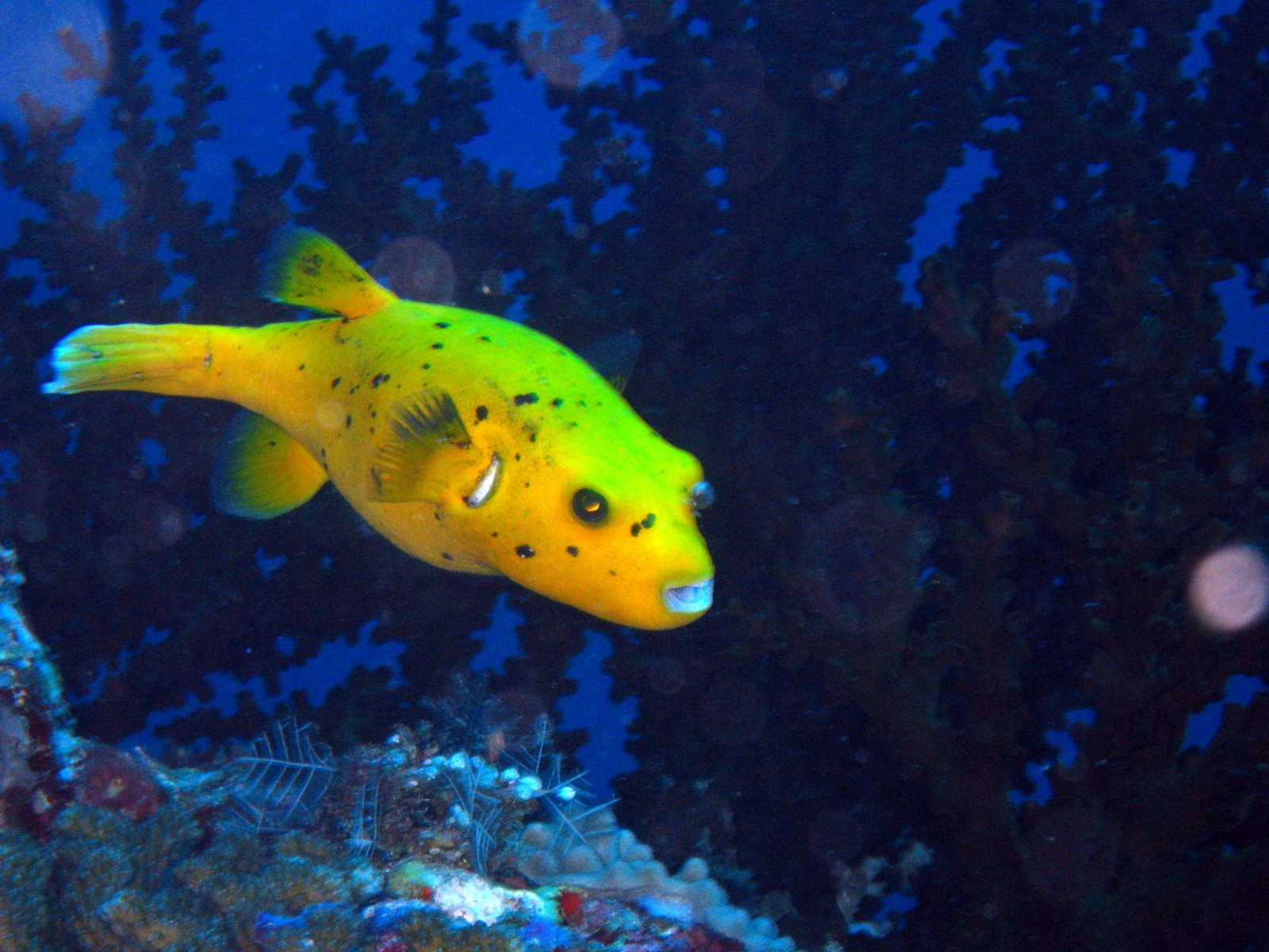 Рыба на Мальдивах. Фото 10 – фотографии Мальдивских островов