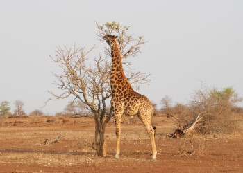 Kruger_giraffe – фотографии ЮАР