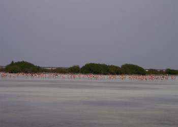 Бонайре остров, Карибские Нидерланды, фото № 76644 – фотографии Карибских Нидерландов