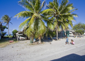 Пальмы. Остров Науру – фотографии Науру