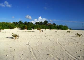Остров Хамза (Hamza island) – фотографии Мальдивских островов