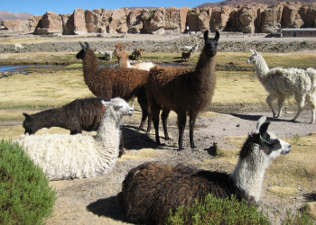 Боливия, фото № 3699 – фотографии Боливии