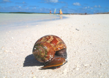 Ракушка на пляже в Кайо-Энсеначос, Куба – фотографии Кубы