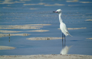 Птица на острове Андрос, Багамские острова. Фото 1 – фотографии Багамских островов