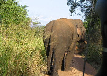 Яла Национальный Парк, Шри-Ланка, фото № 52646 – фотографии Шри-Ланки