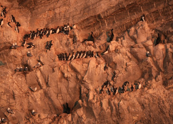 Остров Врангеля, Чукотка, Северный Ледовитый океан. Фото 1 – фотографии России