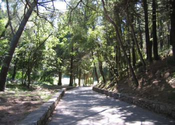 Парк в Милочер, Черногория. Фото 1 – фотографии Черногории