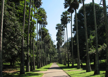 Ботанический сад в Канди, Шри-Ланка. Фото 7 – фотографии Шри-Ланки