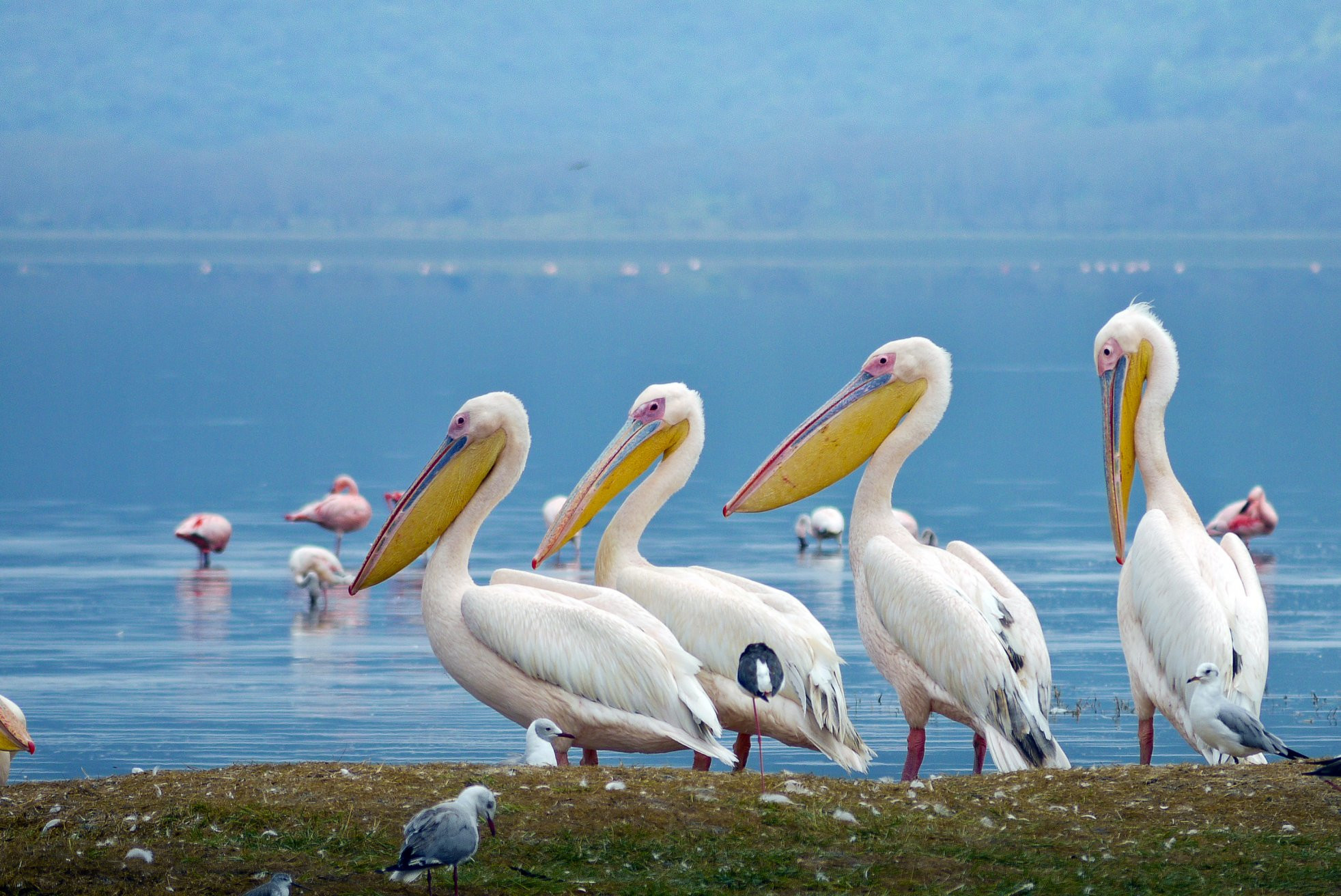 Накуру Озеро Национальный Парк, Кения, фото № 78566 – фотографии Кении