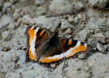 Йеллоустоун Национальный Парк, Вайоминг штат, США, фото № 67732 – фотографии США