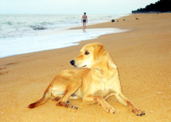 Маравила, Шри-Ланка, фото № 51709 – фотографии Шри-Ланки