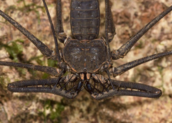 Французская Гвиана, фото № 2117 – фотографии Французской Гвианы