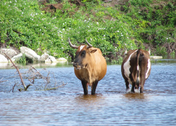 Коровы в лагуне острова Тёркс, Тёркс и Кайкос – фотографии Тёркс и Кайкос