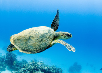 Марса-Алам, Египет, фото № 35321 – фотографии Египта