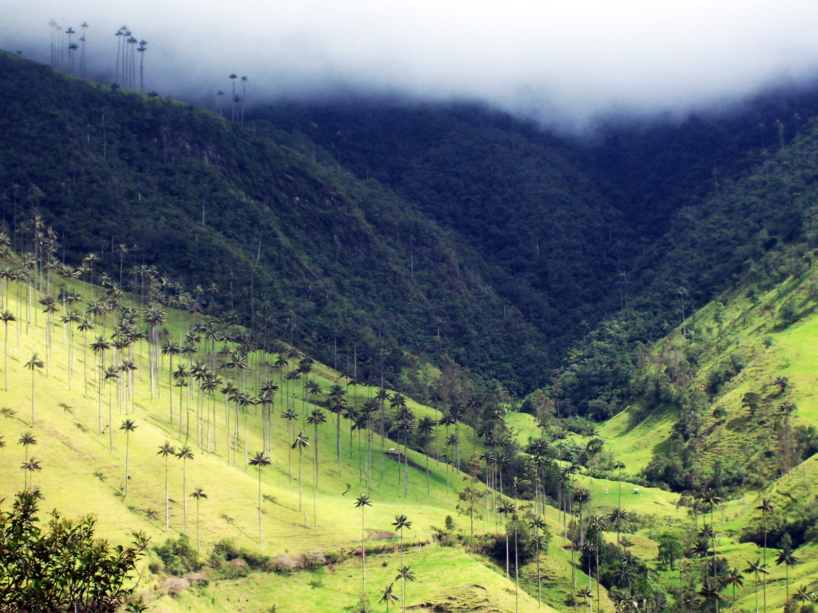 Долина Кокора. Фото 3 – фотографии Колумбии