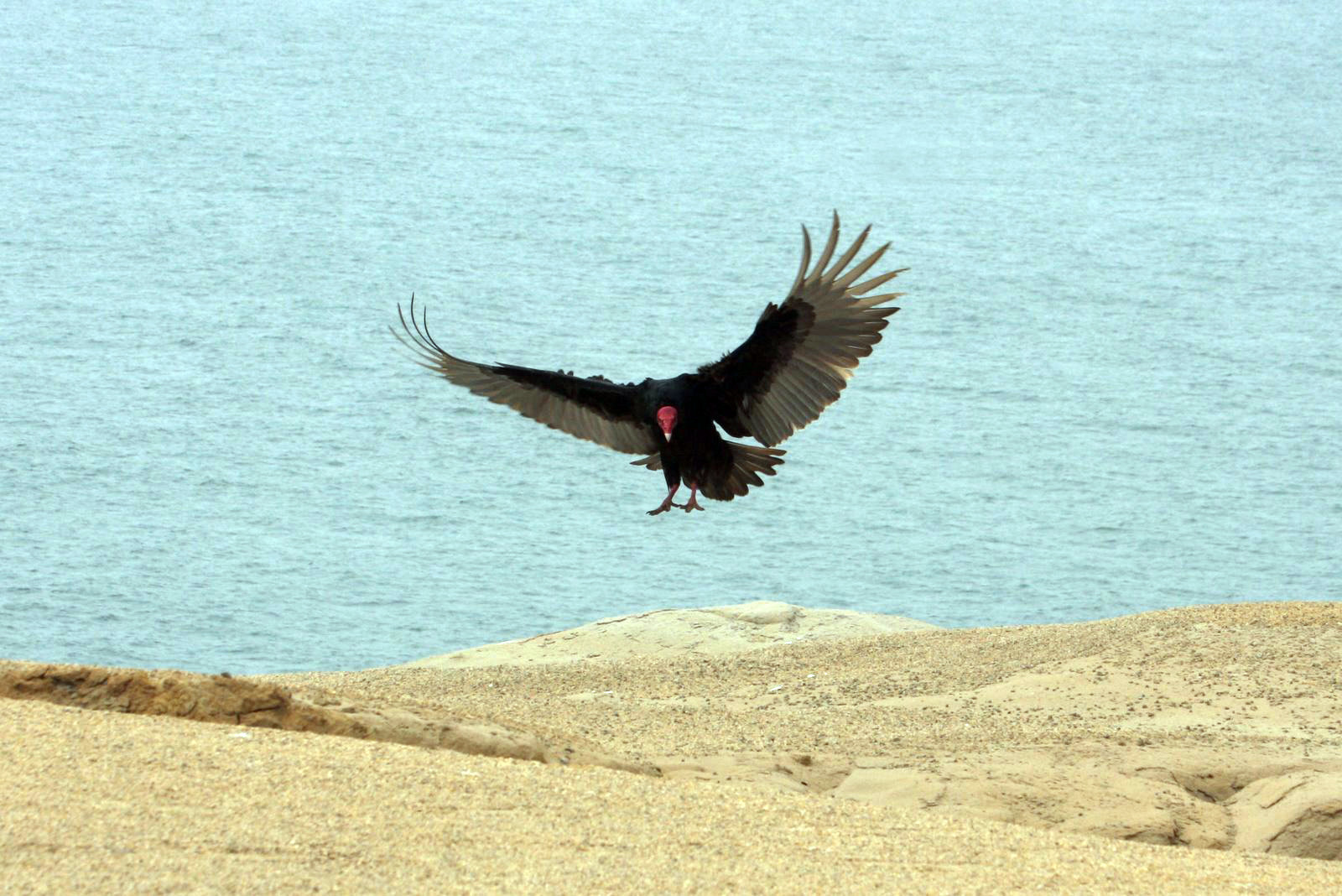 Птица в заповеднике Паракас – фотографии Перу