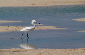Птица на острове Андрос, Багамские острова – фотографии Багамских островов