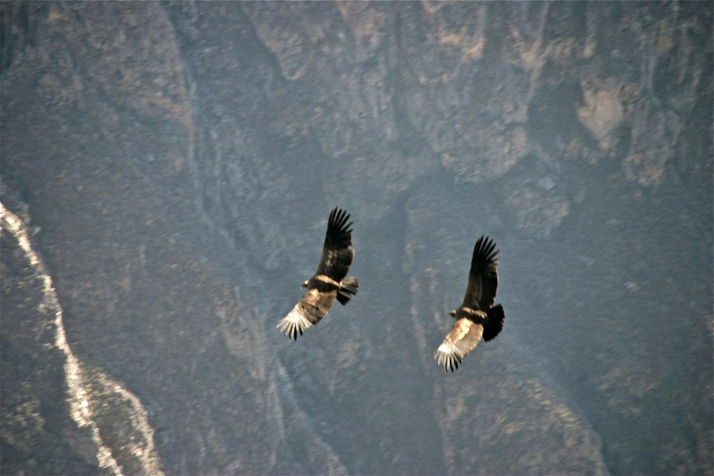 Кондоры в каньоне Колка – фотографии Перу