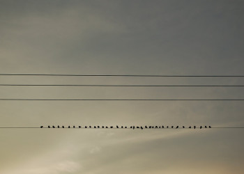 Стая птиц на проводах в Гватемале – фотографии Гватемалы