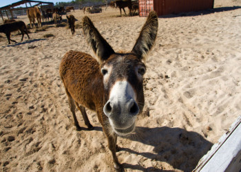 Turks Islands – фотографии Тёркс и Кайкос