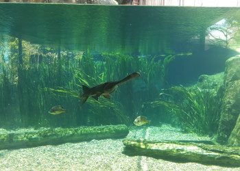 Парк "River Safari", Сингапур. Фото 3 – фотографии Сингапура