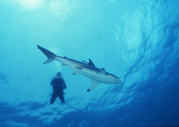 Подводный мир в Абако, Багамские острова – фотографии Багамских островов