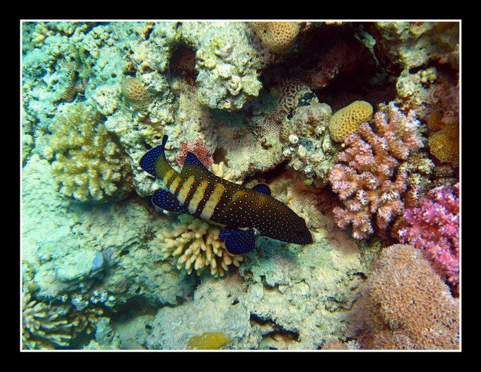 Хургада, Египет, фото № 35538 – фотографии Египта