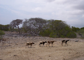 Бонайре остров, Карибские Нидерланды, фото № 76648 – фотографии Карибских Нидерландов