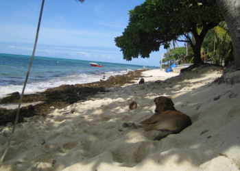 Нанyйя Лайлай остров, Ясава группа островов, Фиджи, фото № 50293 – фотографии Фиджи