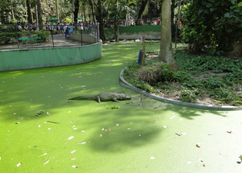 Крокодила в зоопарке Рио – фотографии Бразилии