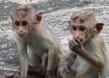 Дамбулла, Шри-Ланка, фото № 51023 – фотографии Шри-Ланки