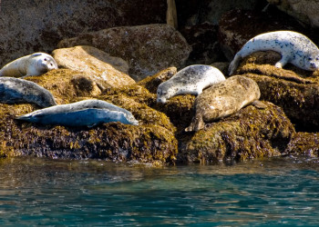 Аляска штат, США, фото № 67664 – фотографии США