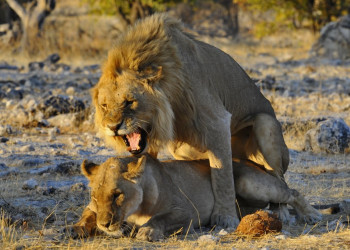 шпили-вилли – фотографии Намибии