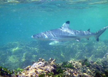 Хиккадува, Шри-Ланка, фото № 52567 – фотографии Шри-Ланки