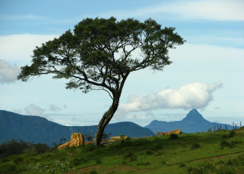 Нувара Элия, Шри-Ланка, фото № 52059 – фотографии Шри-Ланки