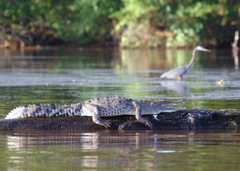 Тортугеро Национальный парк, Лимон провинция, Коста-Рика, фото № 40326 – фотографии Коста-Рики