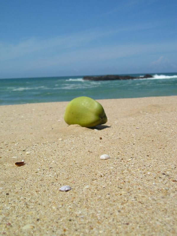 Тангалле, Шри-Ланка, фото № 52353 – фотографии Шри-Ланки