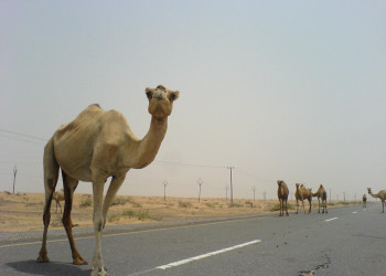 Дубай, ОАЭ, фото № 60789 – фотографии ОАЭ