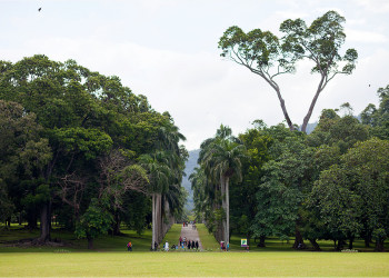 Королевский Ботанический сад на острове Шри-Ланка – фотографии Шри-Ланки