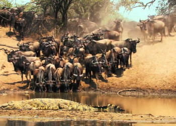 Разнообразие фауны в парке Серенгети, Танзания – фотографии Танзании