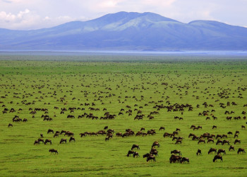 Заповедник Серенгети в Танзании – фотографии Танзании